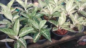 เลกาซี่หรือรวยล้นฟ้าขาว รวมฟอร์มสวย 8 นิ้ว อโกลนีมา ส่งผ่านคลินิกที่ไหนดี