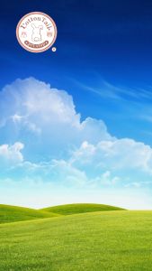 Me-O Kaleng 400gr / Wet Cat Food / Makanan Kucing Basah