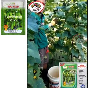 Benih Bibit Timun Lalap Baby MONTY 73 F1 200 Biji Cap You Seed