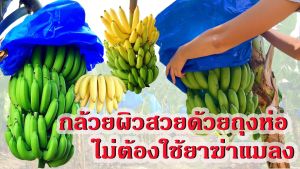 แพคละ 20 ใบ ถุงห่อกล้วยน้ําว้า กล้วยคาเวนดิช ขนาด 76 x 153 ซม. คุณภาพดีที่สุด เนื้อหนา ใช้ซ้ําได้ ราคา 195 บาท