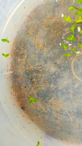 Magna Daphnia Starter with freeBetta for Aquarium Decoration luzon area only