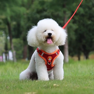 รุ่นล่าสุด เสื้อรัดอกสุนัขขนาดเล็ก ปลอกคอแมว เสื้อรัดอกสัตว์เลี้ยง รุ่นสะท้อนแสง วัสดุหนังกลับ ปลอกคอสัตว์เลี้ยง รุ่นสะท้อนแสง ระบายอากาศดี