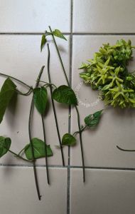 Anak pokok Bunga Tongkeng/Live plant Telosma cordata/夜香花树苗