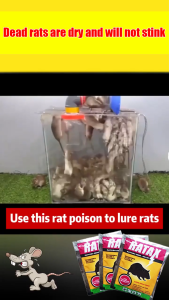 Racun tikus paling kuat Death in 3 seconds Strong Rat poison killer Eat one pill cause organ damage racun tikus paling kuat cepat mati dying outdoors no need for cleanup ubat tikus paling berkesan rats cepat mati mouse killer tikus racun 老鼠药