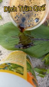 DỊCH TRÙN QUẾ 500ML/MẬP BÚP DÀY LÁ/ GIẢI ĐỘC ĐẤT