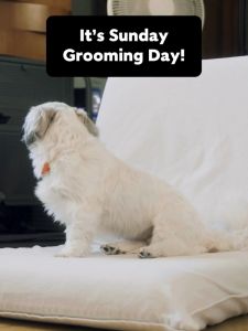 Cesar Wet Dog Food Tray - All Flavors 100g (6 Packs)