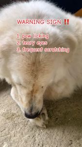 40g 250g Dr Shiba Pro Immune Silky Fur Jolly Joints Happy Tummy Dog Treat Treats Food Snack Vitamins