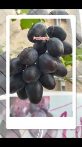 Bibit Anggur Import Alvika Stek Grafting