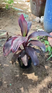 Cây Phát Tài Đỏ (Huyết Dụ) - Tổng thể tầm 40-50 cm - Trang trí văng phòng mang tài lộc!