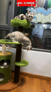 Cat Climbing Frame House Cat Tree Cat Scratching Post Durable & Stable Forest Treehouse Coconut Turntable Mainan Kucing