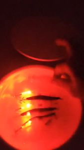 Tôm điện  có đèn bên trong phát sáng câu mực và cá biển hiệu quả