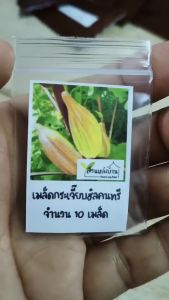 10 เมล็ด กระเจี๊ยบฮิลคันทรี่ เมล็ดกระเจี๊ยบฮิลคันทรี่ เมล็ดกระเจี๊ยบมอญ เมล็ดกระเจี๊ยบมอญสองสี กระเจี๊ยบ เมล็ดกระเจี๊ยบ