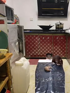 ELINK   Lem Karpet Perangkap Tikus 60 cm 120 cm – Lem Jebakan Tikus Lem Tikus Karpet Sedang Lem Perangkap Hama Lem Tikus Jumbo Magic Carpet Mouse Glue Trap