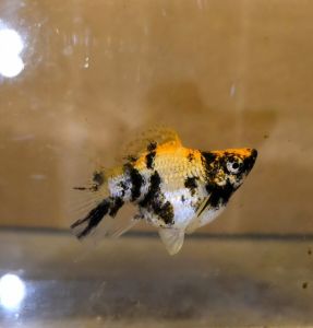 Tiger Red Head Balloon Molly Fish(Female) 红头短身气球茉莉鱼(母)❗️(Not random fish)❗️Fish same as order❗️32