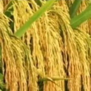 PAKET SULTAN ( 10 KG) BENIH PADI MAPAN 05 COD BAYAR DI TEMPAT EXP 2027