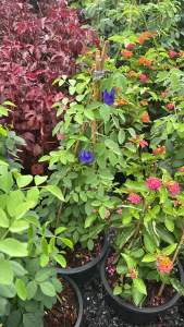 #อัญชัน ชื่อวิทยาศาสตร์ : Clitoria ternatea L. ชื่อสามัญ : Blue Pea Butterfly Pea. วงศ์ : LEGUMINOSAE-PAPILIONOIDEAE. #ดอกอัญชัน #ดอกไม้สีสวยสดที่สามารถพบเห็นได้ทั่วประเทศ จะต้องทำการปลูกอย่างไร มีประโยชน์มากแค่ไหน ตามมาหาคำตอบกันค่ะ #ดอกอัญช