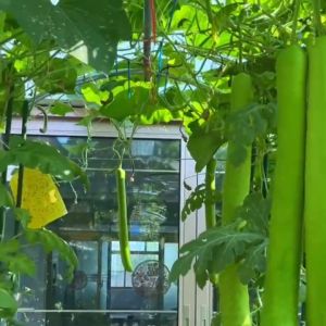 30 น้ำเต้ายาว ประมาณ 40 เมล็ด ผักสวน ปลูกง่าย ลูกดก ทานอร่อย ลูกใหญ่ โตไว