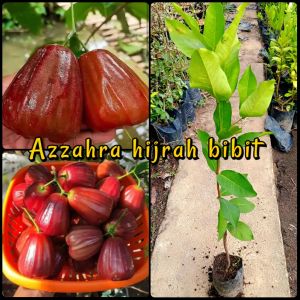 bibit tanaman buah jambu air Dalhari super