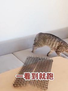 พื้นหนามไล่แมว สุนัก หนามไล่นกพิราบ พื้นหนามไล่สูงสุนัข แผ่นปู พื้นหนามไล่สูงสุนัข ที่ไล่หมา ไล่สูงสุนัข