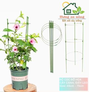 Bộ giá đỡ hoa hồng cây cảnh hỗ trợ dây leo size cao 45cm/75cm Cọc Cố Định Cho Cây Cảnh - Lazada