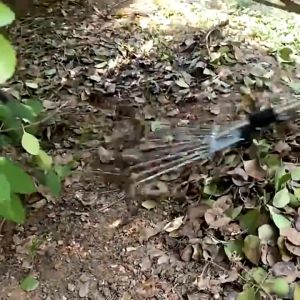 Chổi quét đất dọn vườn gom rác chất liệu thép điều chỉnh to nhỏ