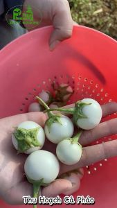 Hạt giống Cà Pháo Trắng RADO 72 Túi 05g(~100 hạt) Năng suất cao | Hạt giống Rạng Đông