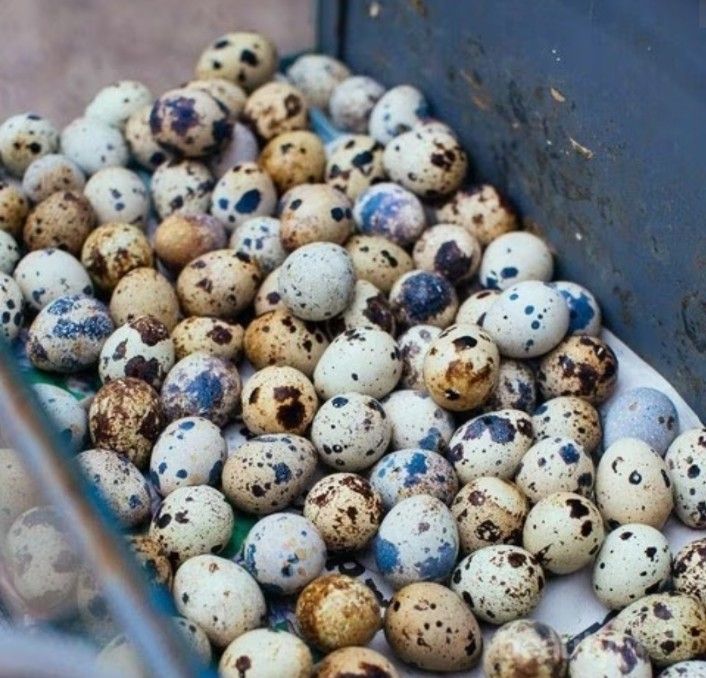 Telur%20Puyuh%20Konsumsi%20500%20gram%20-%20Image%202