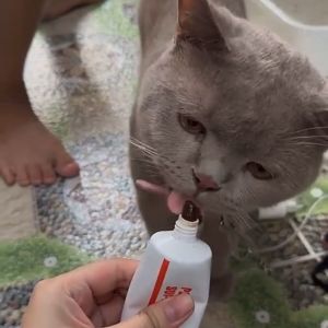 Gel Dinh Dưỡng cho Mèo Bị Tiết Niệu Sỏi Thận Bí Tiểu – Từ Nam Việt Quất Hạt Mã Đề - PusSoul