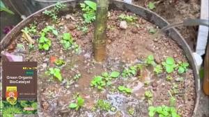100g Plant Growth Enhancer Rooting Powder - Soil Activator & Nutrient-Rich Flower Fertilizer | Boosts Plant Hormone Function