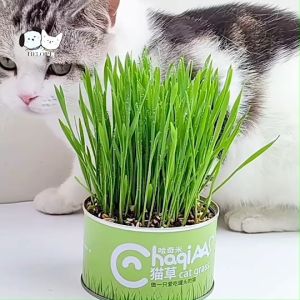 ชุดปลูกหญ้าแมว หญ้าแมว ต้นข้าวสาลีแมว ชุดปลูกข้าวสาลี เสริมสร้างภูมิคุ้มกัน ปลูกง่าย โตไว ช่วยคลายเครียด B37