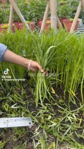 Hạt giống Rau Muống Lá Tre gói 50gr~1200 hạt dễ trồng năng suất cao trồng quanh năm