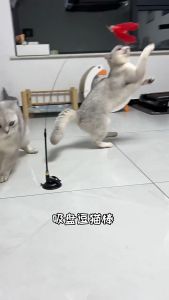 (COD) ไม้ล่อแมว แบบถ้วยดูดสูญญากาศ ของเล่นแมว Cat toy ขนนก ไม้ตกแมว ไม้แหย่แมว สําหรับแมว