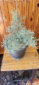 สนบูลไอซ์ สายพันธุ์ญี่ปุน กระถาง 8 นิ้ว