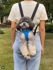 ĐỊu vận chuyển chó mèo vải lưới thoáng khí nhiều màu sắc - Ba lô Tíu thú cưng