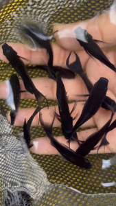 🖤 Black Molly Lyretail – Premium Fancy Molly Fish 🖤