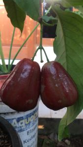 PROMO BELI 3 GRATIS 2 JAMBU AIR KING ROSE | BIBIT CANGKOK| Cepat Berbuah | Berbuah Di Dalam Pot