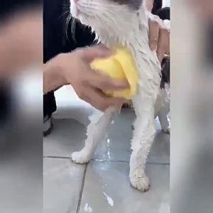 Pet Bath Brush Grooming Shampoo Dispenser Dog Bath Massage Brush Comb Bathroom Shower Brush for Dogs Cats