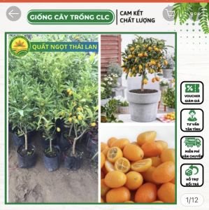 Cây giống quất ngọt thái lan cây giống chuẩn f1. Cây giống như hình 2
