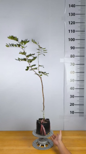 Cây Giống Nhãn Xuồng Tím - Vỏ Tím Độc Lạ - Cơm Dày Hạt Nhỏ - Ngọt Đậm - Cây Giống Vân Anh