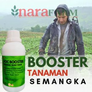 Pupuk untuk Tanaman Buah Semangka & Pembesar Buah