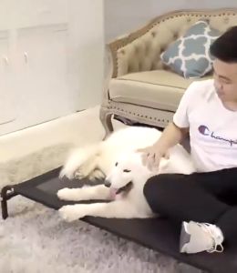 รับน้ำหนักได้มาก！เปลสัตว์เลี้ยง ถอดออกได้ กันความชื้น ล้างทำความสะอาดได้ และติดตั้งง่าย ที่นอนสุนัข ที่นอนหมา เตียงสุนัข