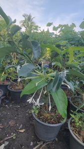 พุดบุญรักษา กระถาง 11 นิ้ว ต้นสวยและแข็งแรง (กทม)