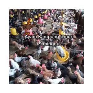 vitamin ayam pertumbuhan bobot mengobati dehidrasi lesu kurus terkena virus AI nafsu makan ayam baik