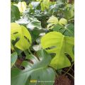 Tanaman hias monstera Deliciosa dewasa / Tanaman Monstera deliciosa. 