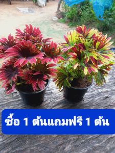 ต้นฤาษีสีผสม 1 แถม 1 ซื้อ 1 กระถางแถมฟรี 1 กระถางต้นไม้มงคลต้นไม้ฟอกอากาศใบสวยมีเอกลักษณ์จัดส่งในแบบกระถางขนาด 3 นิ้ว