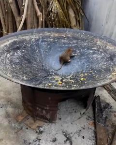 Chai Xịt Đuổi Chuột Và Côn Trùng XS Dung Tích 500ml Kèm Vòi Xịt Dùng Cho Mọi Nhà Công Nghệ Thái Lan Nguyên Liệu Thảo Mộc An Toàn Cho Người