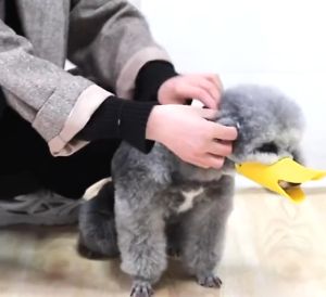 Strawberry.thai ที่ครอบปากสุนัข ป้องกันการกัดหยุดเห่าสำหรับสุนัขสัตว์เลี้ยง ระบายอากาศได้ดี