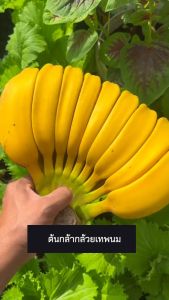 ต้นกล้วยเทพนมเพาะเนื้อเยื่อ มีเนื้อสีขาวงาช้าง นุ่ม มีกลิ่นหอม และมีคุณค่าทางโภชนาการ