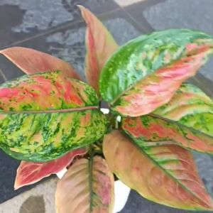 Tanaman Hias HENG HENG ASLI Merah: Panduan Lengkap