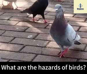 Virginex Bird Repellent outdoor Pigeon repellent Penghalau burung merpati bird repellent hanging bird repellent spray bird repellent gel bird repellent device